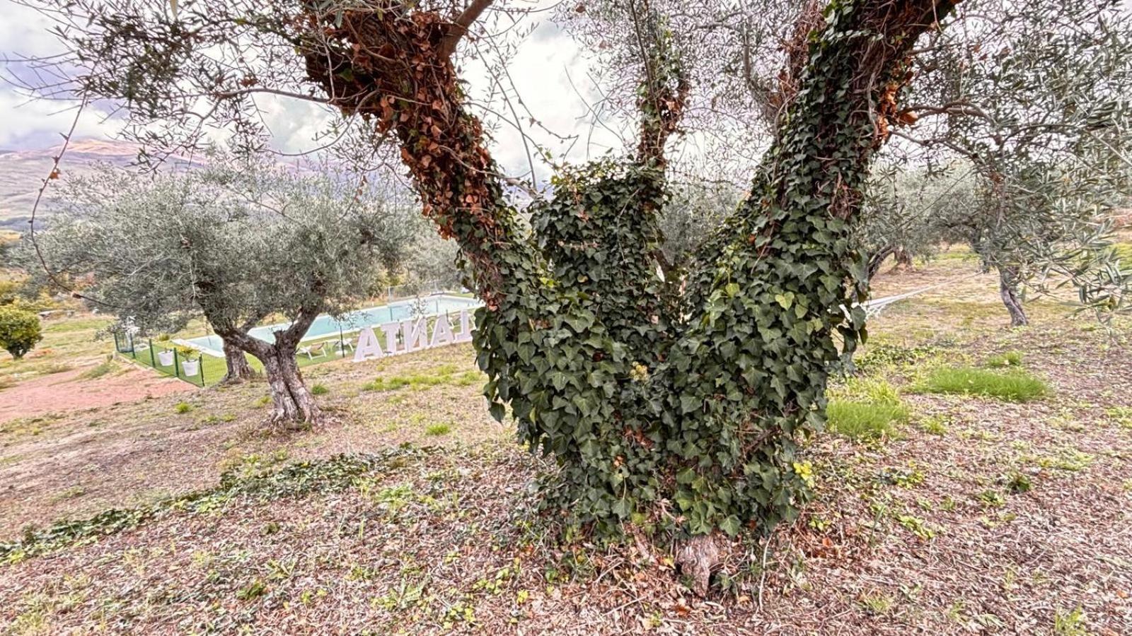 Casa Rural Atalanta De La Vera Jaraíz de la Vera Eksteriør billede